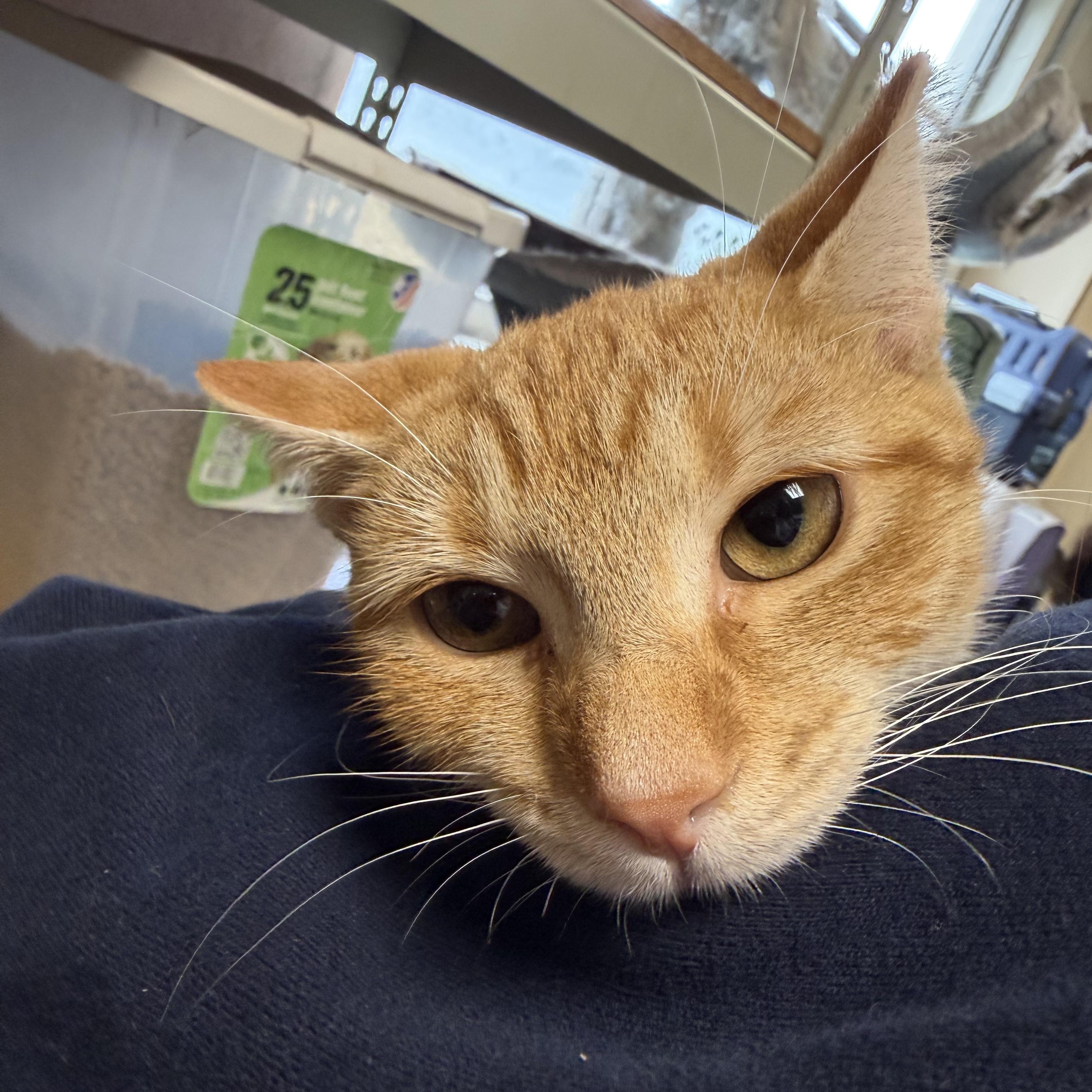 Enlarge Lucy, a Adoptable Domestic Short Hair in Brentwood, NY image 3/3