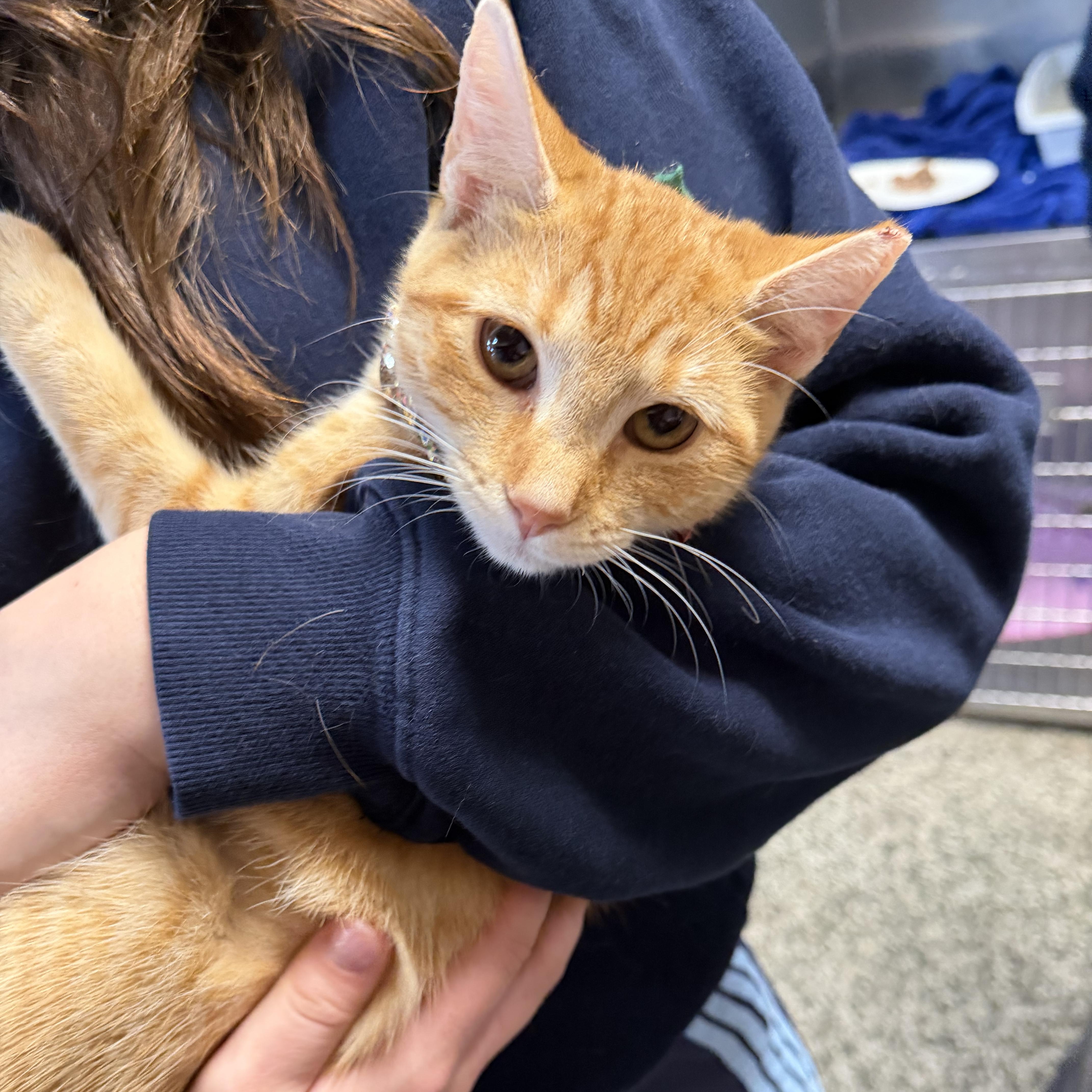 Enlarge Lucy, a Adoptable Domestic Short Hair in Brentwood, NY image 2/3
