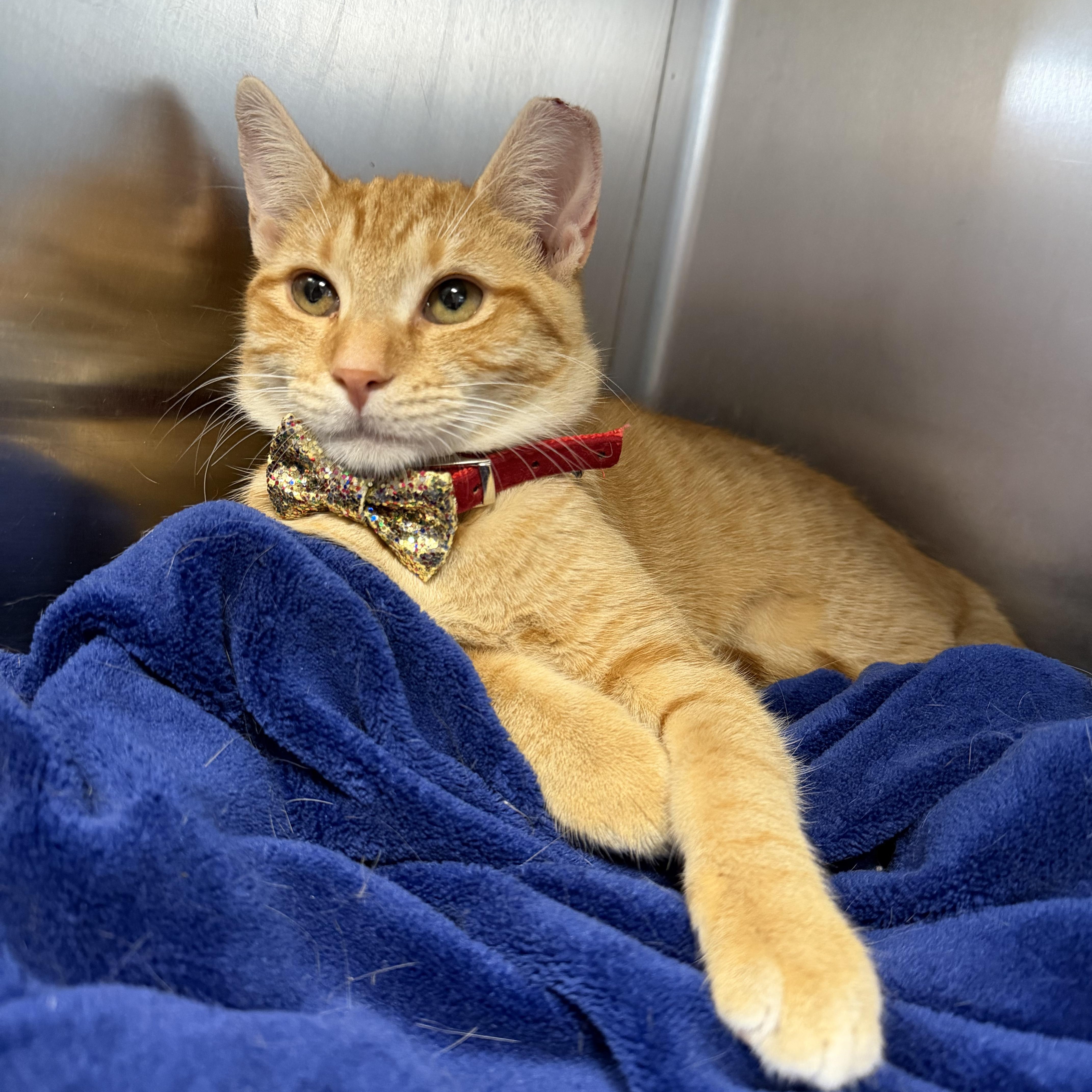 Lucy, Adoptable, Kitten Female Domestic Short Hair.