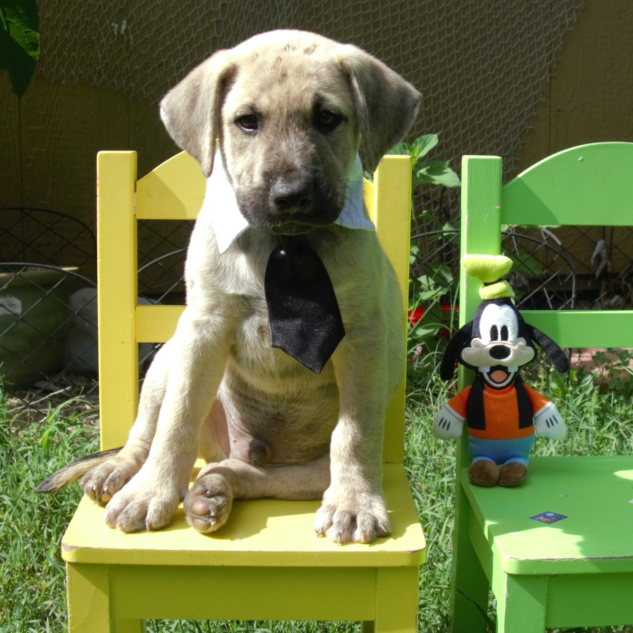 Goofy