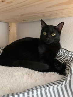 Enlarge Josie, a Adoptable Domestic Short Hair in Cypress, TX image 1/5