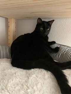 Enlarge Josie, a Adoptable Domestic Short Hair in Cypress, TX image 2/5
