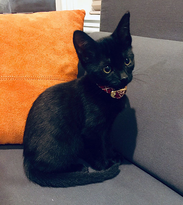 Enlarge Josie, a Adoptable Domestic Short Hair in Cypress, TX image 3/5