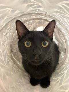 Enlarge Josie, a Adoptable Domestic Short Hair in Cypress, TX image 4/5