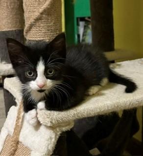 Enlarge Panda, a Adopted Domestic Short Hair in Mason City, IA image 2/3