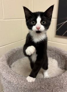 Panda, Adopted, Kitten Female Domestic Short Hair.