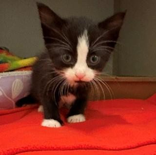 Enlarge Panda, a Adopted Domestic Short Hair in Mason City, IA image 3/3