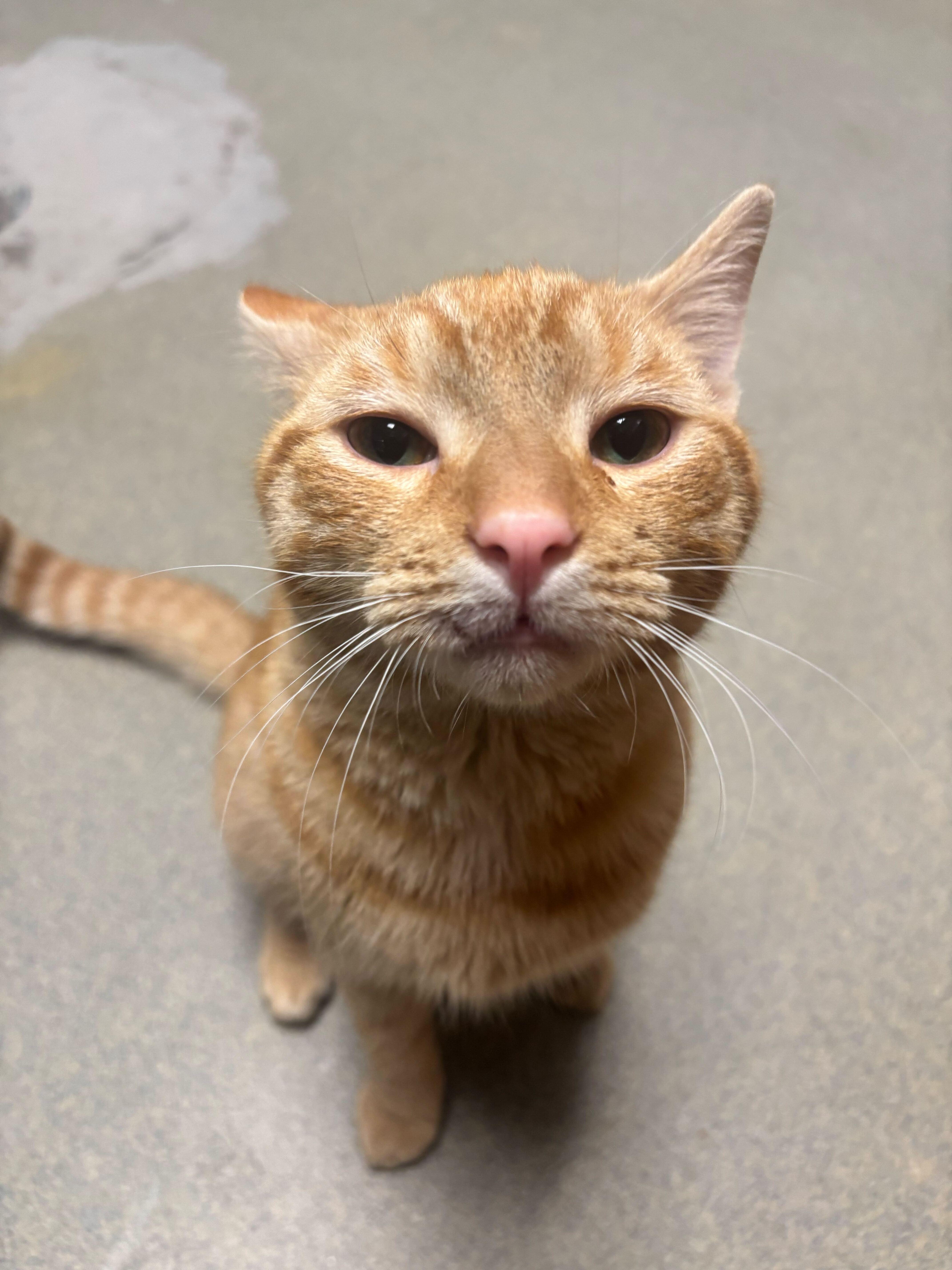 Enlarge Ratchet, a ADOPTABLE Domestic Short Hair in Manchester, NH image 1/1