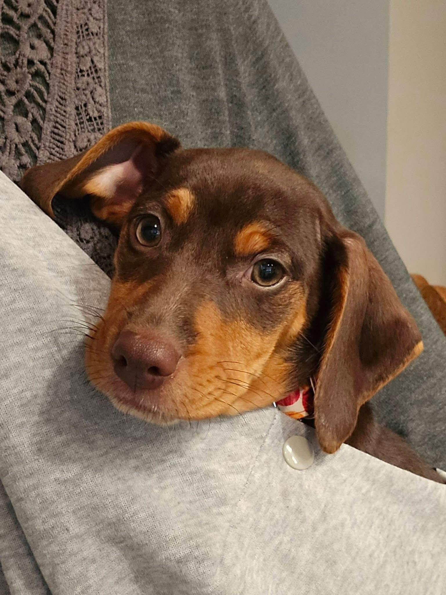 Enlarge Manhattan, a Adoptable Miniature Pinscher in New London, WI image 1/3