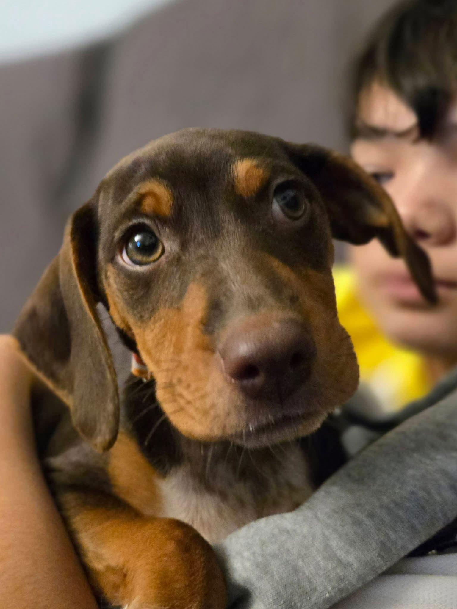 Enlarge Manhattan, a Adoptable Miniature Pinscher in New London, WI image 2/3