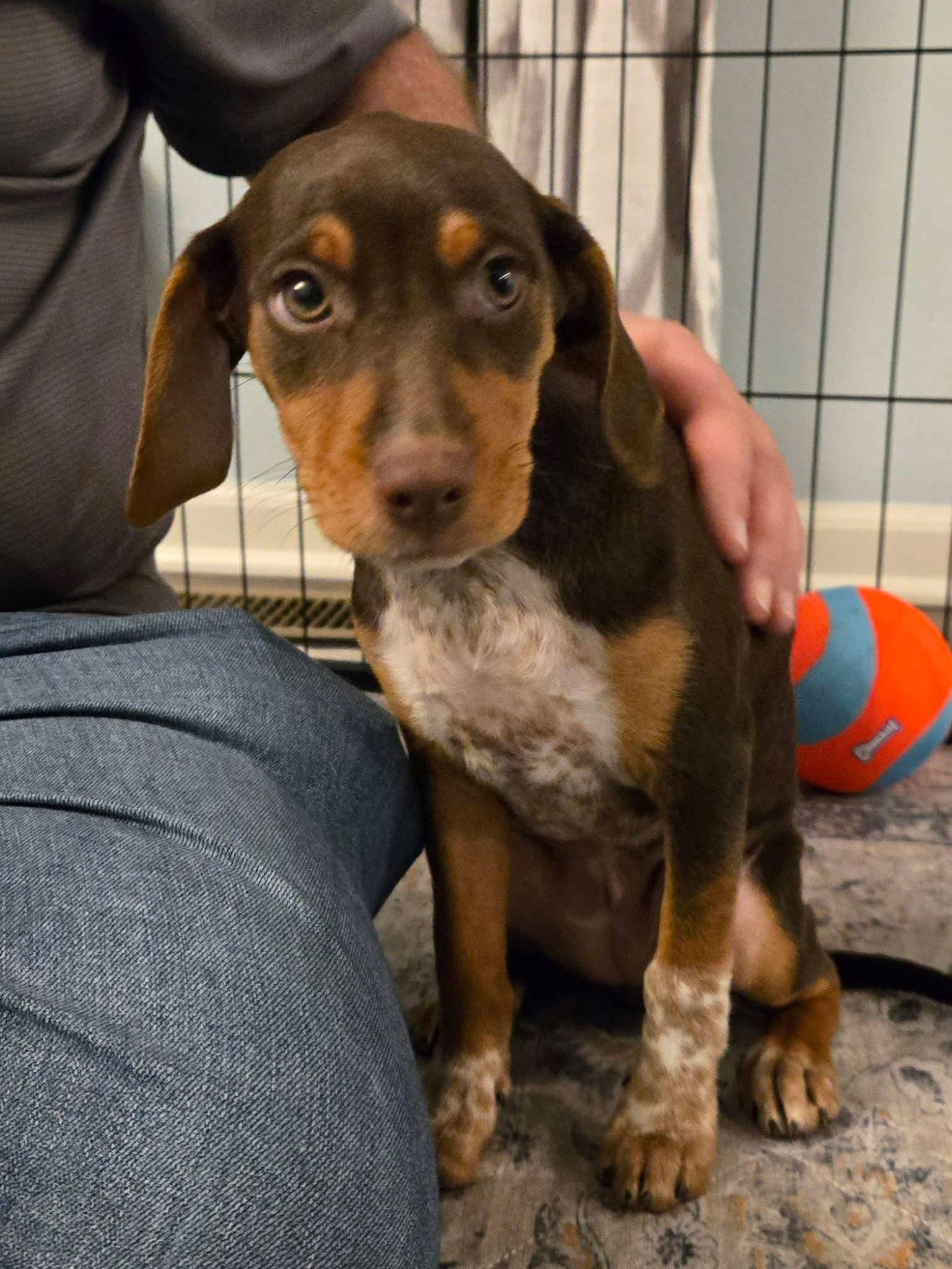 Enlarge Manhattan, a Adoptable Miniature Pinscher in New London, WI image 3/3