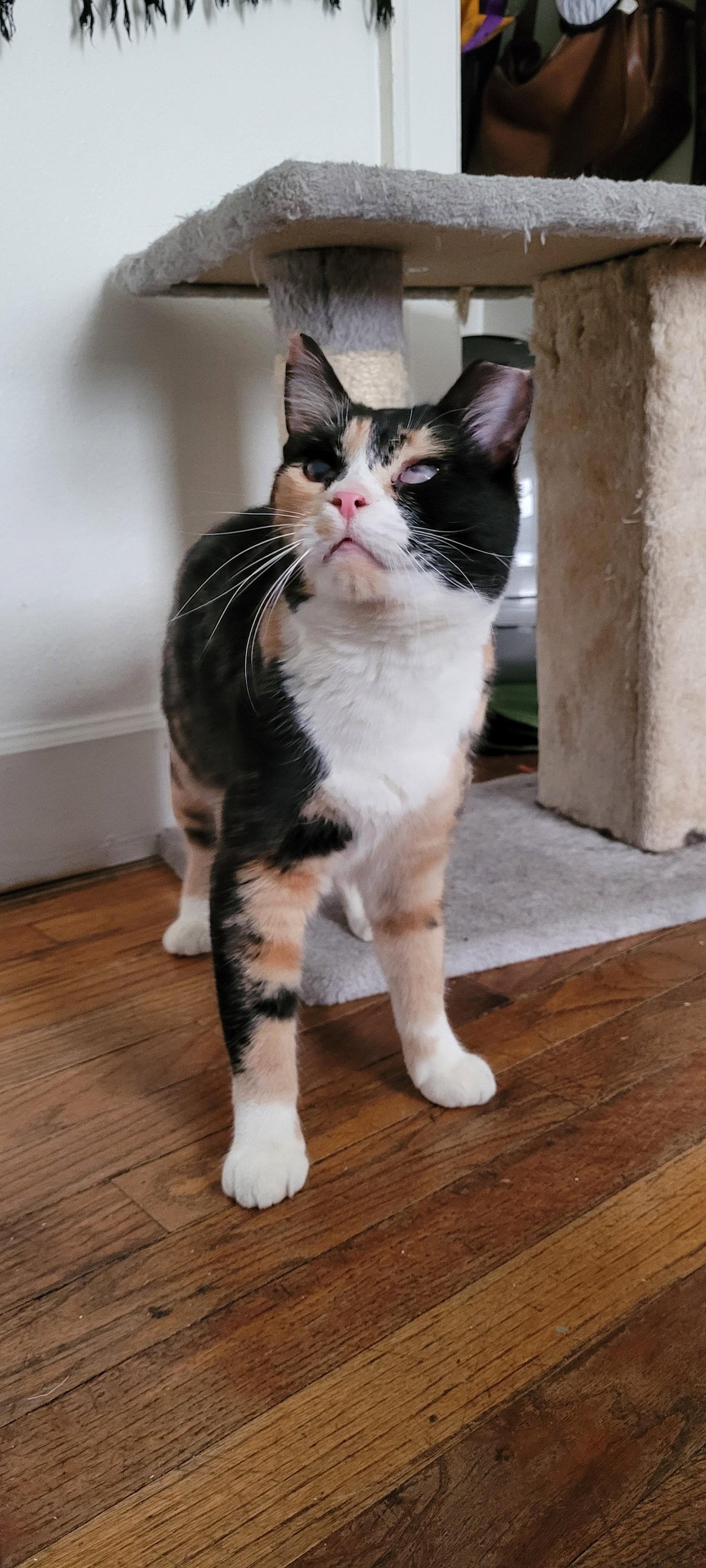 Mosaic, Adopted, Adult Female Domestic Short Hair.