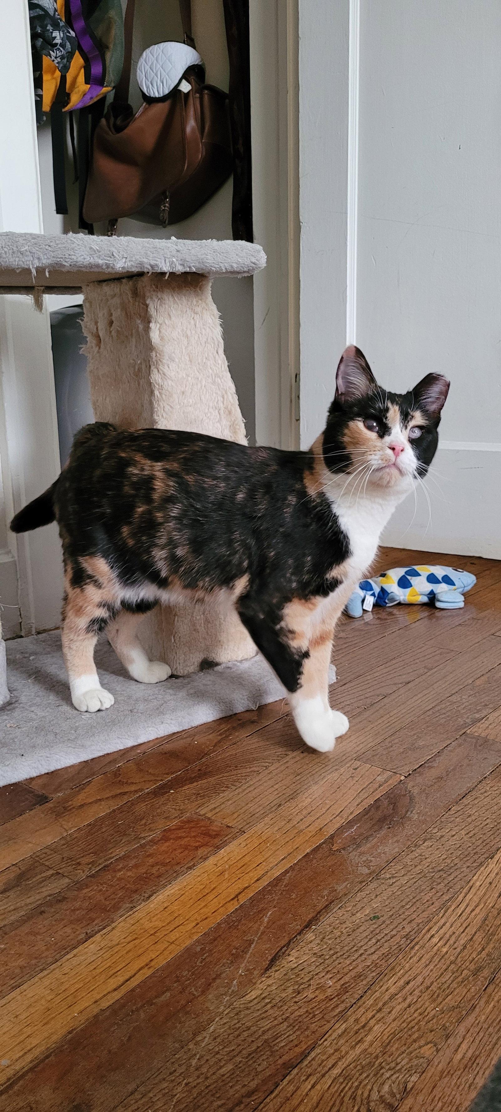 Enlarge Mosaic, a Adopted Domestic Short Hair in Laramie, WY image 2/3