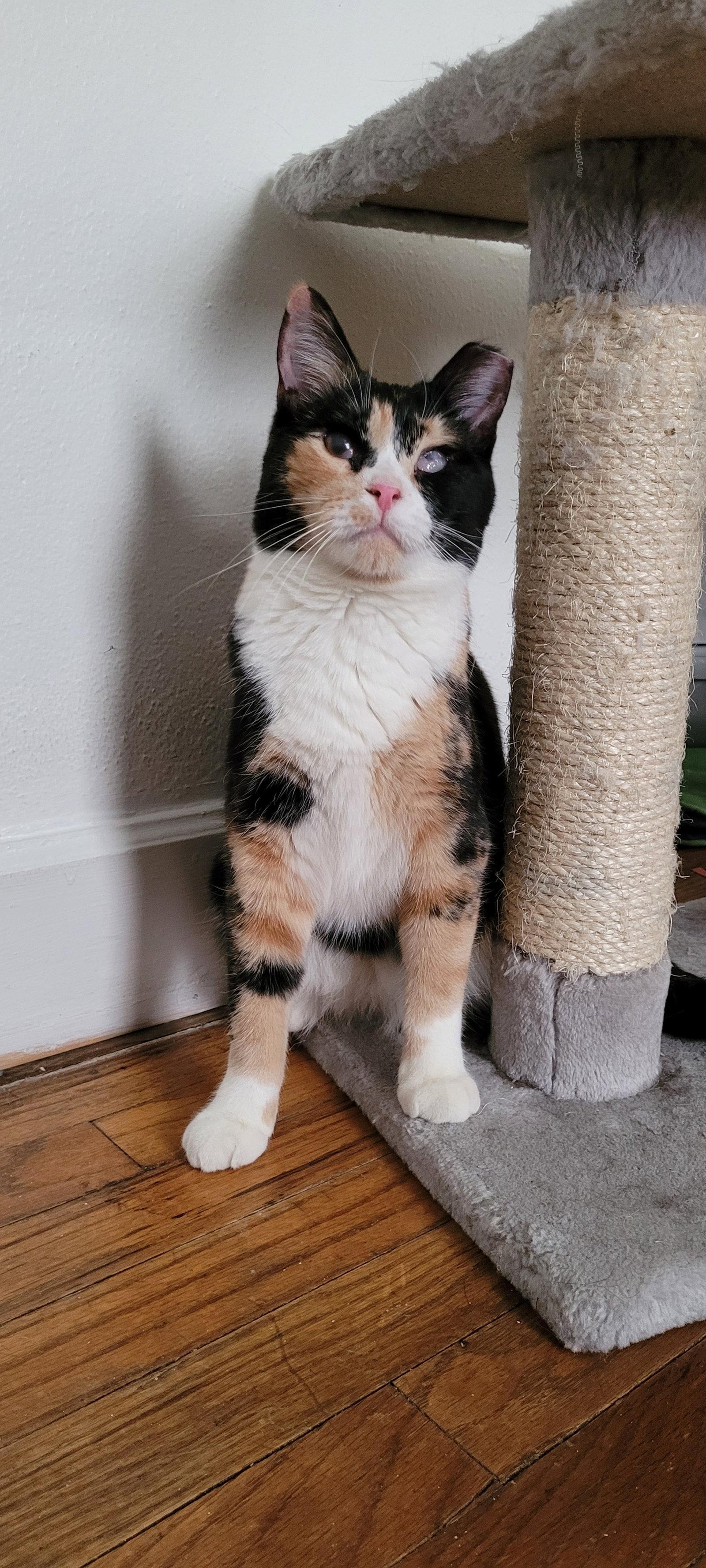 Enlarge Mosaic, a Adopted Domestic Short Hair in Laramie, WY image 3/3