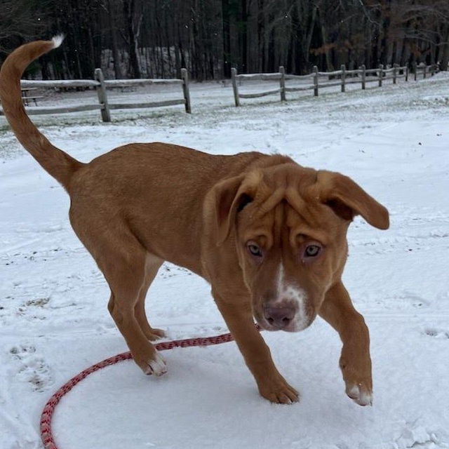 Carley, an adoptable Labrador Retriever, Pit Bull Terrier in Bristol, VT, 05443 | Photo Image 2