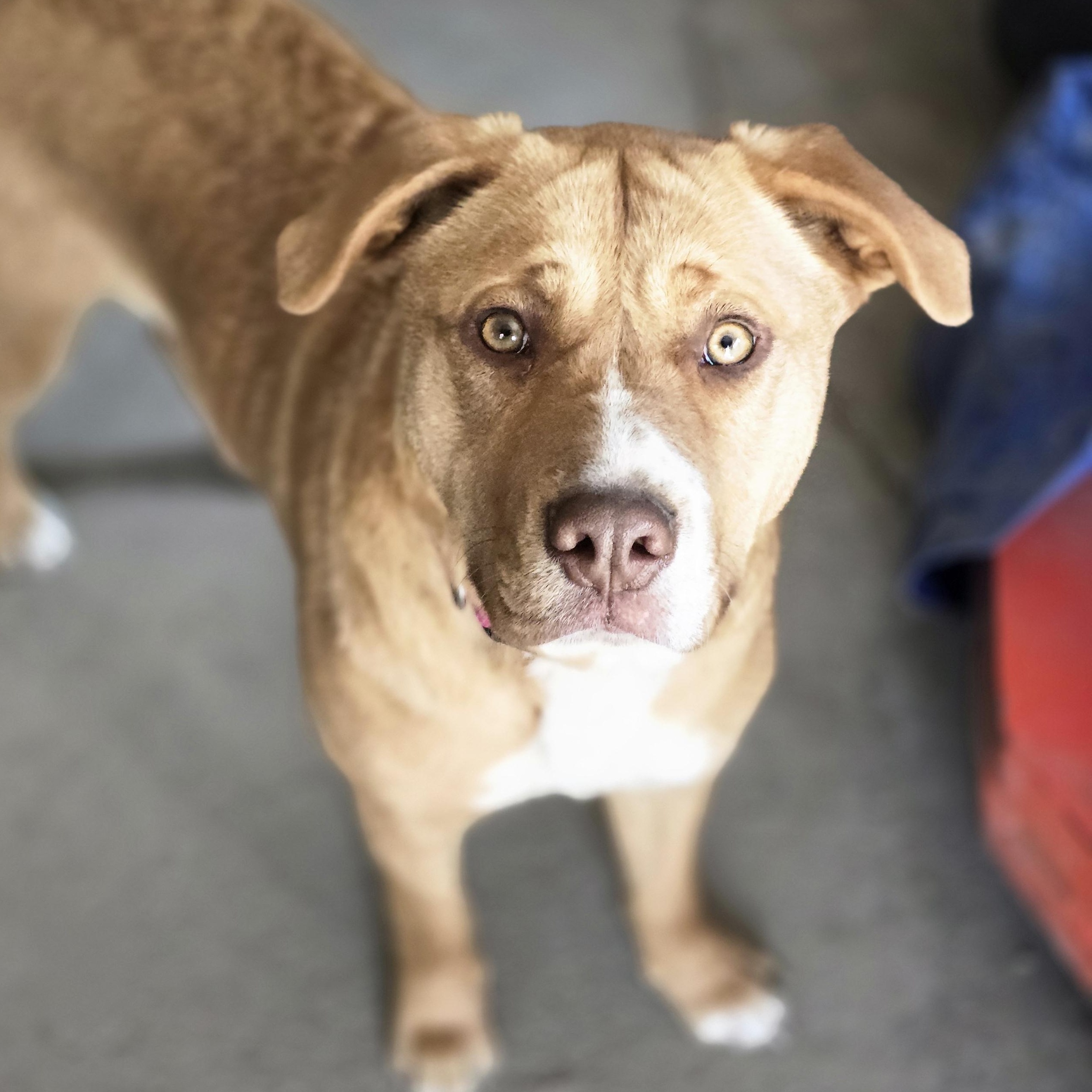 Carley, Baby Female Labrador Retriever