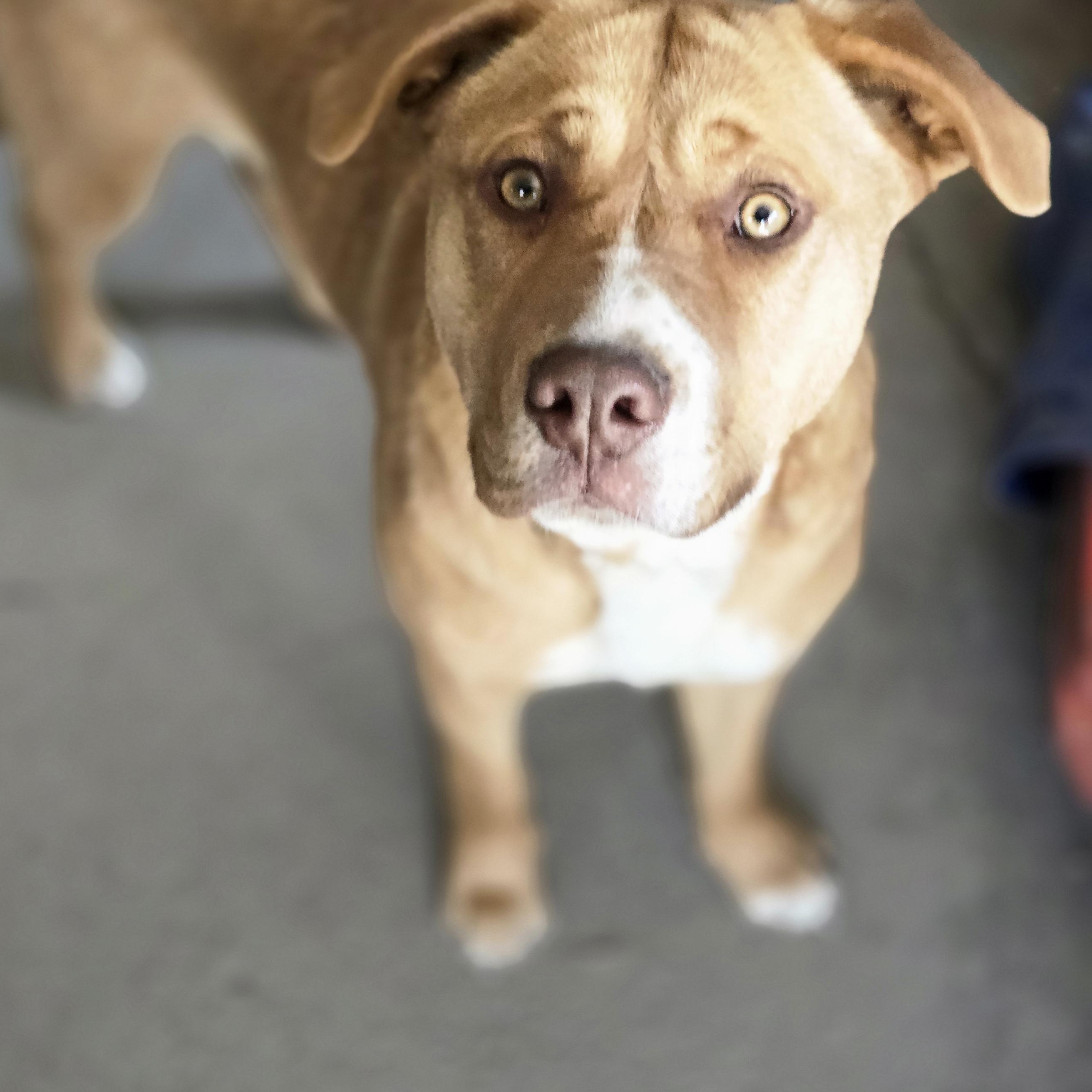 Carley, an adoptable Labrador Retriever, Pit Bull Terrier in Bristol, VT, 05443 | Photo Image 4