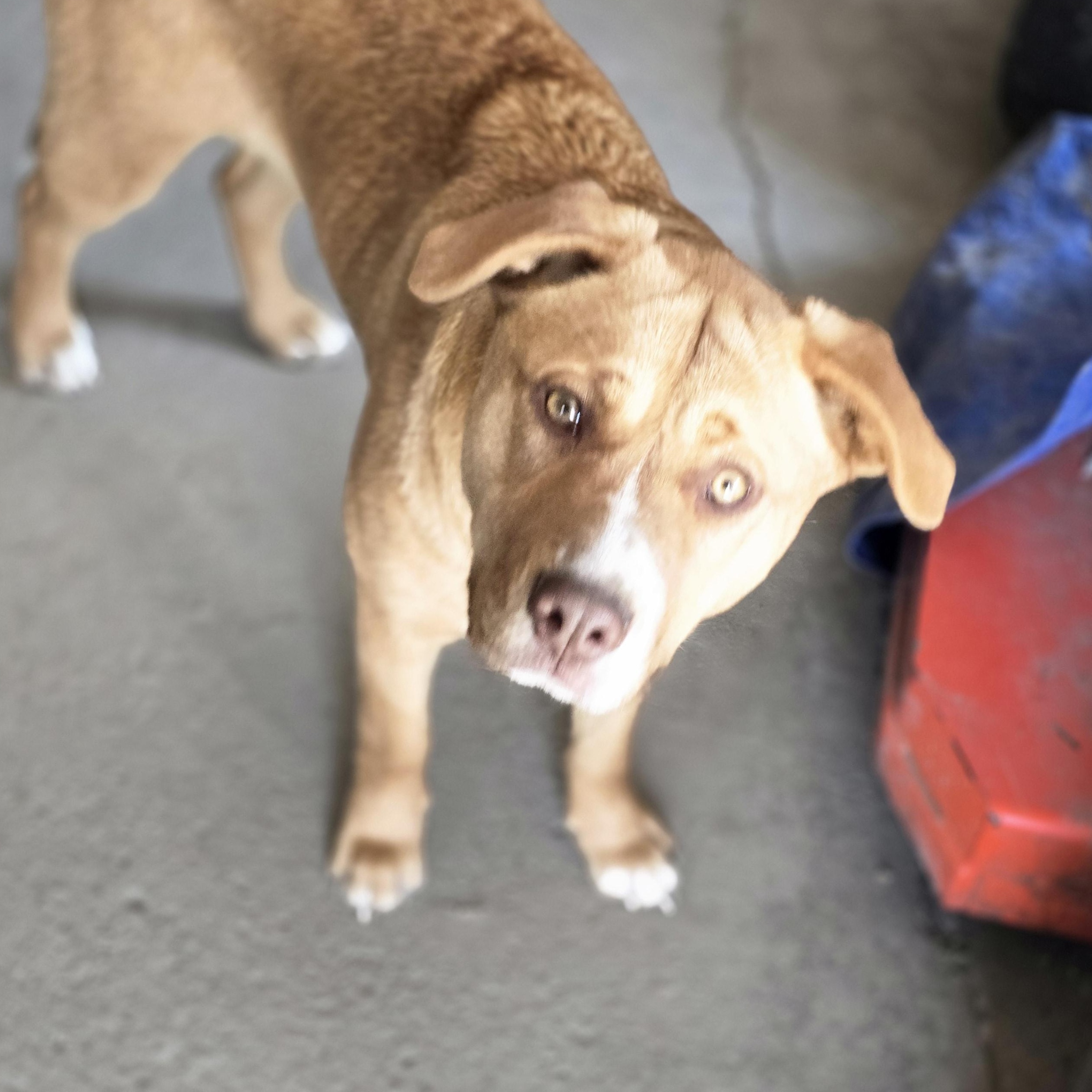 Carley, an adoptable Labrador Retriever, Pit Bull Terrier in Bristol, VT, 05443 | Photo Image 5