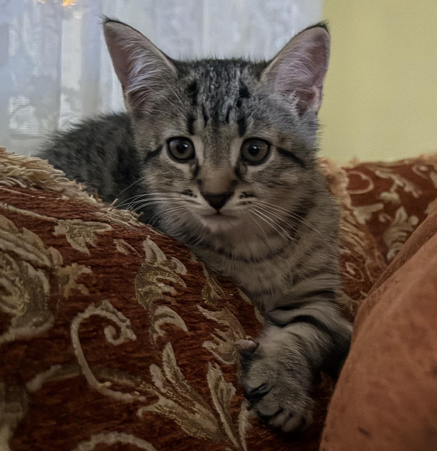 Enlarge Pee Wee, a Adopted mixed breed in Saratoga Springs, NY image 2/2