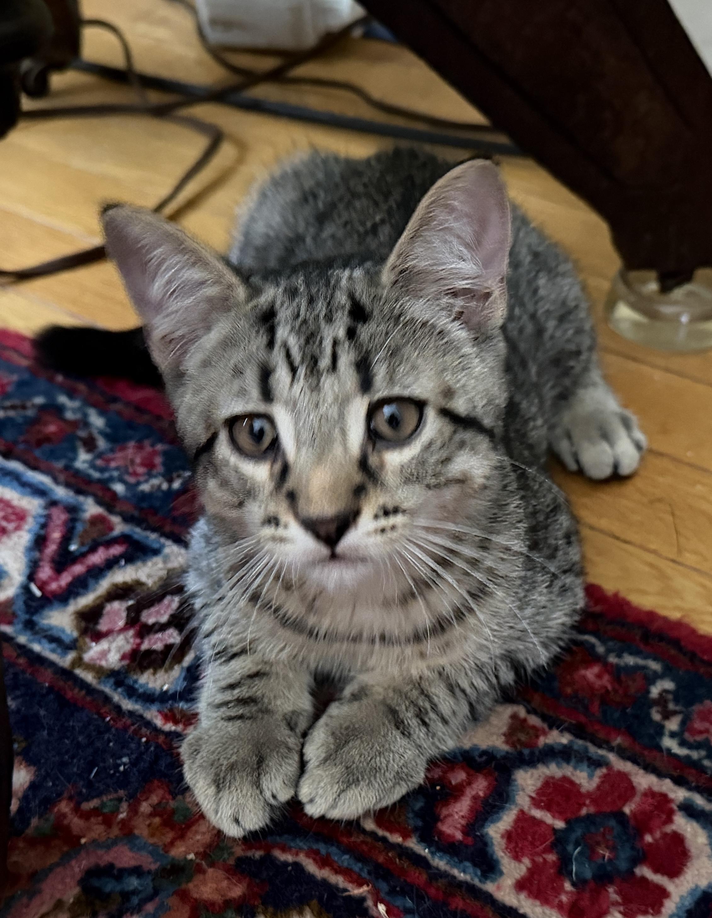 Pee Wee, Adopted, Kitten Male Domestic Short Hair.