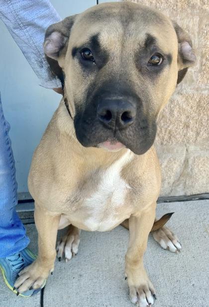 Enlarge Alfred, an adopted Mixed Breed in Georgetown, TX image 2/2