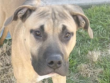 Enlarge Alfred, an adopted Mixed Breed in Georgetown, TX image 1/2