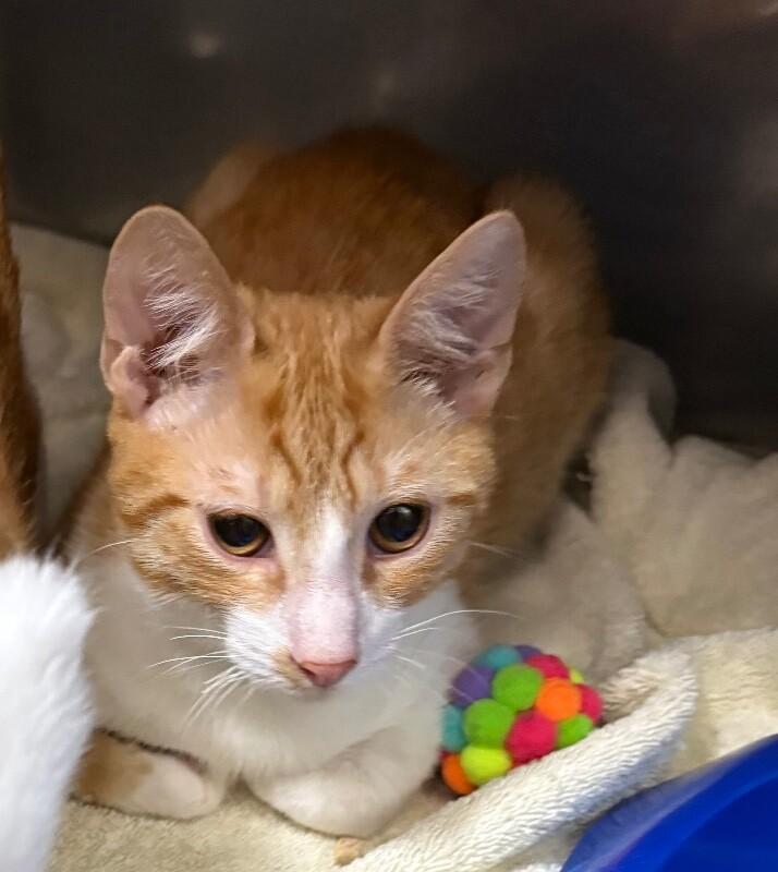 Vixen, Adoptable, Adult Male Domestic Short Hair.