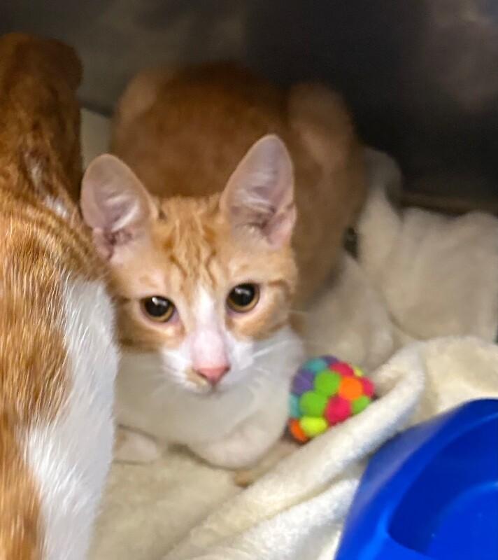 Enlarge Vixen, a Adoptable Domestic Short Hair in Burgaw, NC image 2/2