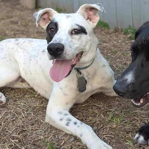 Pip AK, an adoptable Spaniel, Australian Cattle Dog / Blue Heeler in Seattle, WA, 98106 | Photo Image 6