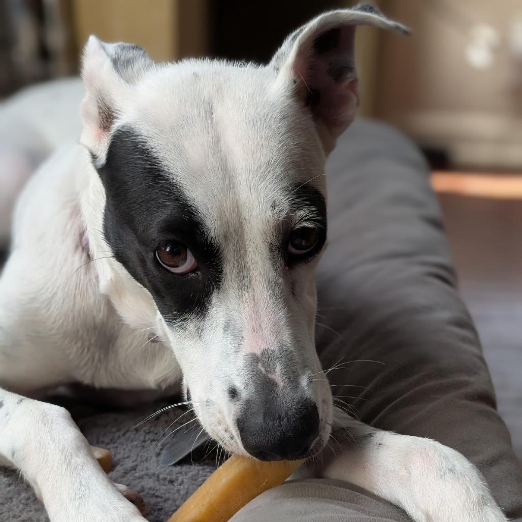 Pip AK, an adoptable Spaniel, Australian Cattle Dog / Blue Heeler in Seattle, WA, 98106 | Photo Image 3