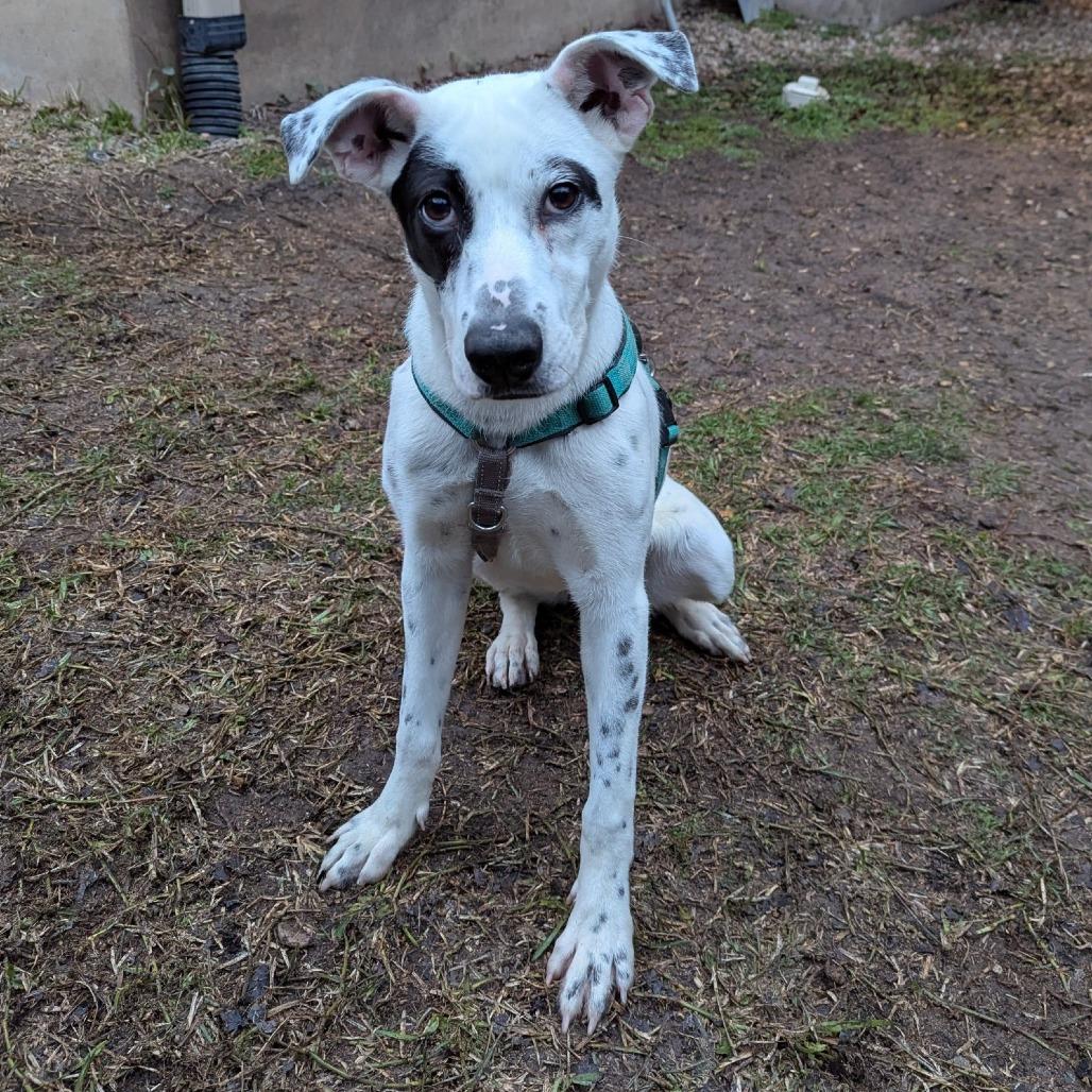 Pip AK, an adoptable Spaniel, Australian Cattle Dog / Blue Heeler in Seattle, WA, 98106 | Photo Image 5