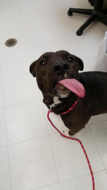 Enlarge Princess - Mandy Hagen, a Adopted mixed breed in Findlay, OH image 1/5
