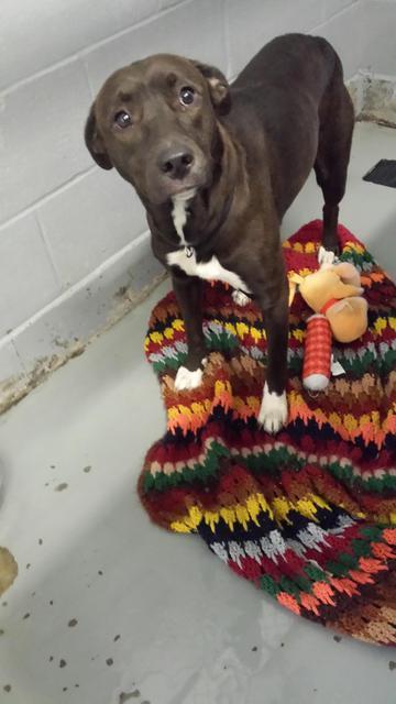 Enlarge Princess - Mandy Hagen, a Adopted mixed breed in Findlay, OH image 2/5