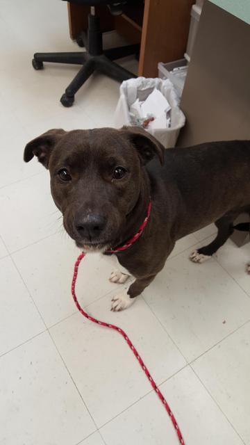 Enlarge Princess - Mandy Hagen, a Adopted mixed breed in Findlay, OH image 3/5