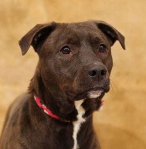 Enlarge Princess - Mandy Hagen, a Adopted mixed breed in Findlay, OH image 4/5