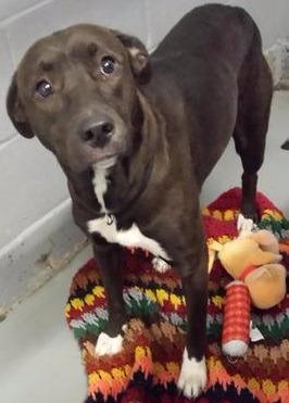 Enlarge Princess - Mandy Hagen, a Adopted mixed breed in Findlay, OH image 5/5