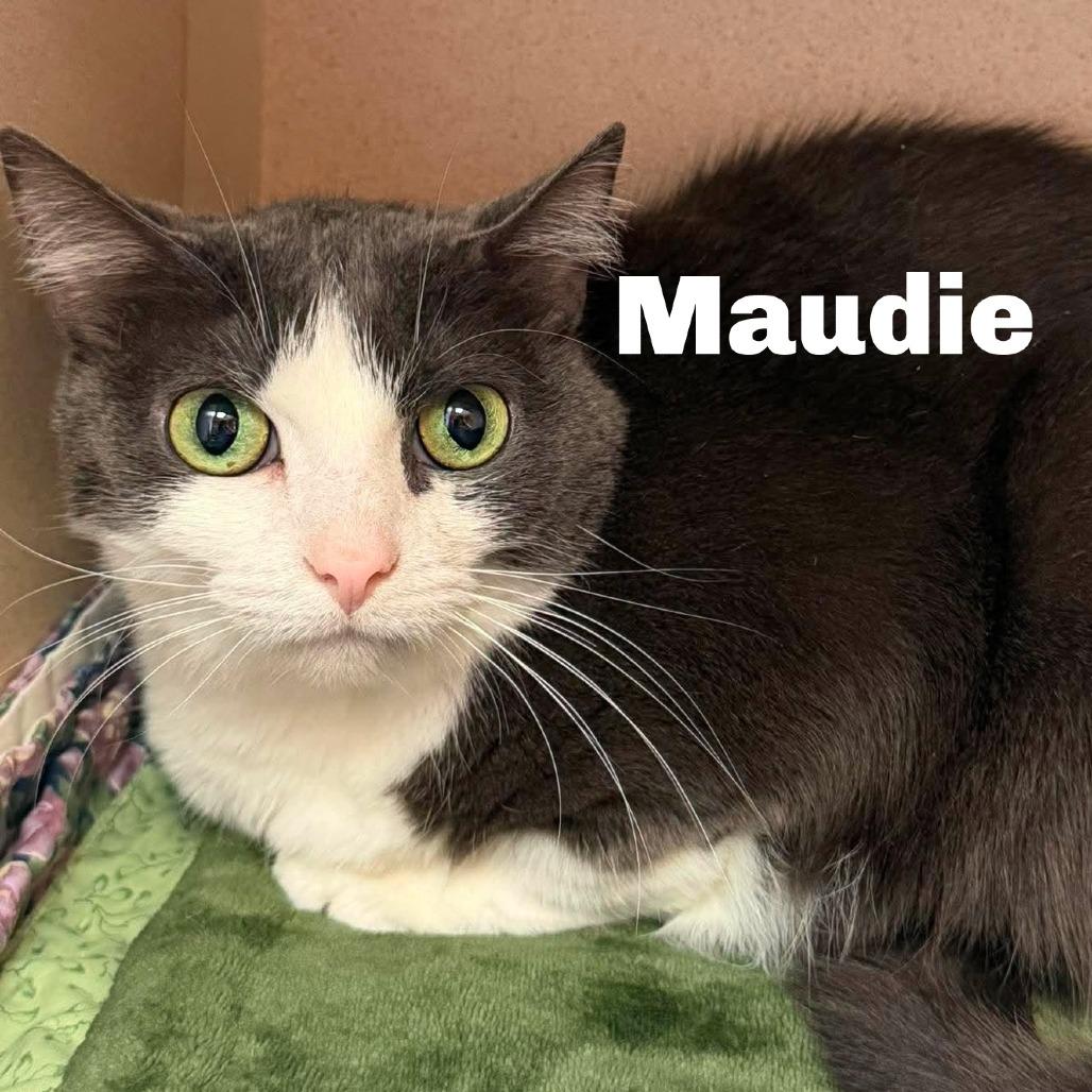 Enlarge Maudie 260402, a Adoptable Domestic Short Hair in Escanaba, MI image 1/1