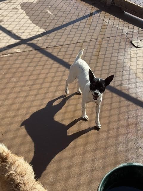 Rosie, a Adoptable Mixed Breed in Hobbs, NM image 1/3