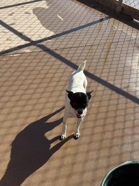 Rosie, a Adoptable Mixed Breed in Hobbs, NM image 2/3