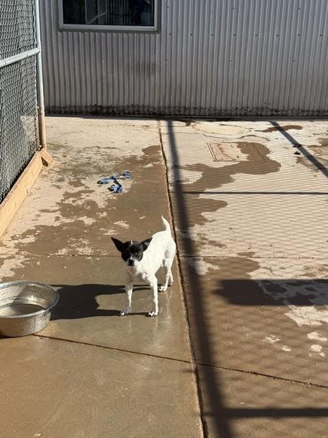 Rosie, a Adoptable Mixed Breed in Hobbs, NM image 3/3