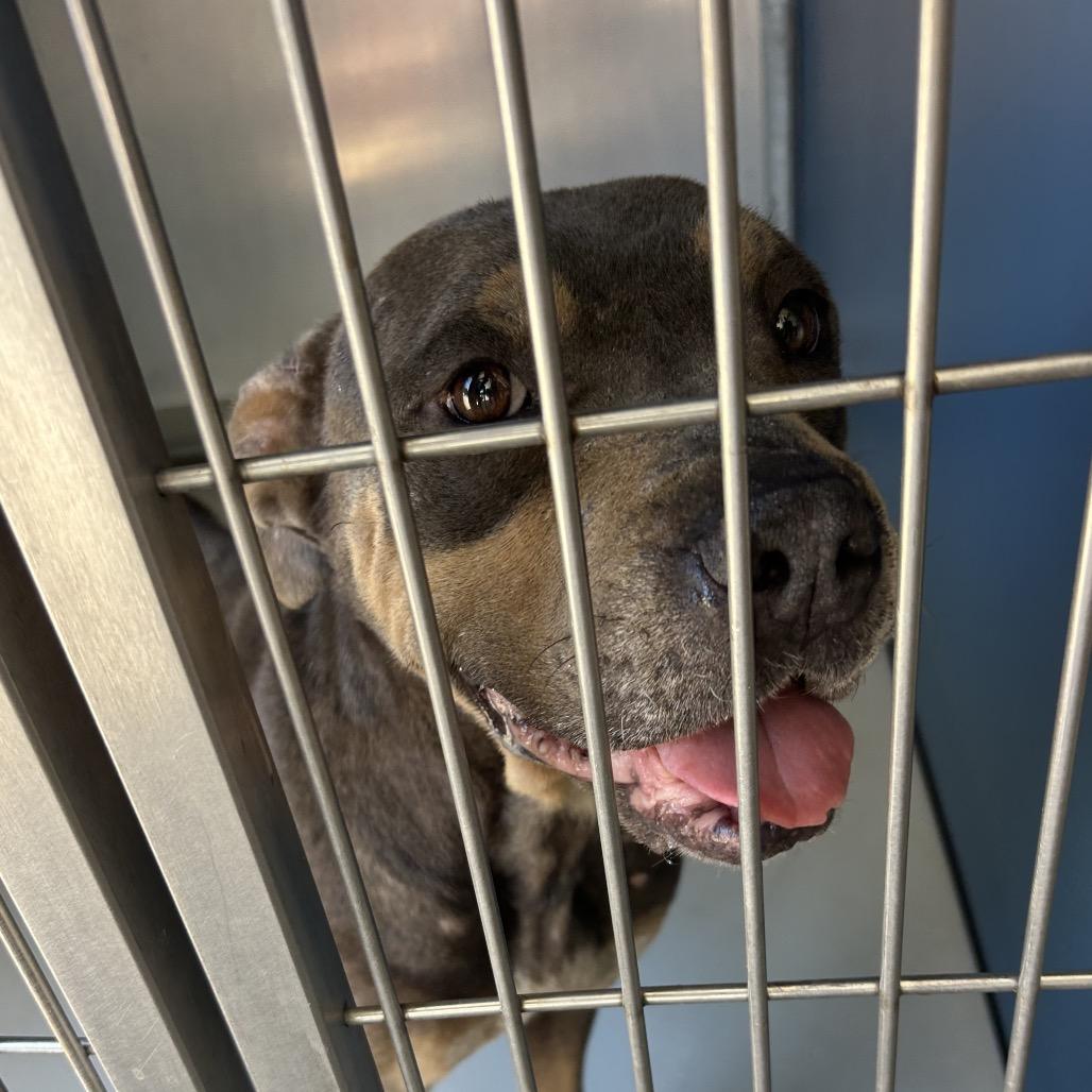 Plum, Adoptable, Adult Female American Staffordshire Terrier & Mixed Breed.