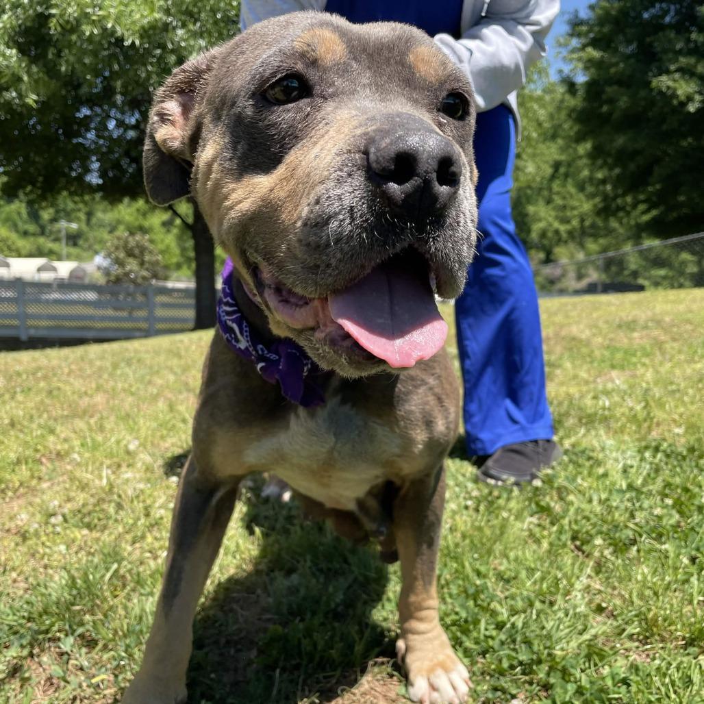 Enlarge Plum, a Adoptable mixed breed in Greenville, SC image 2/6
