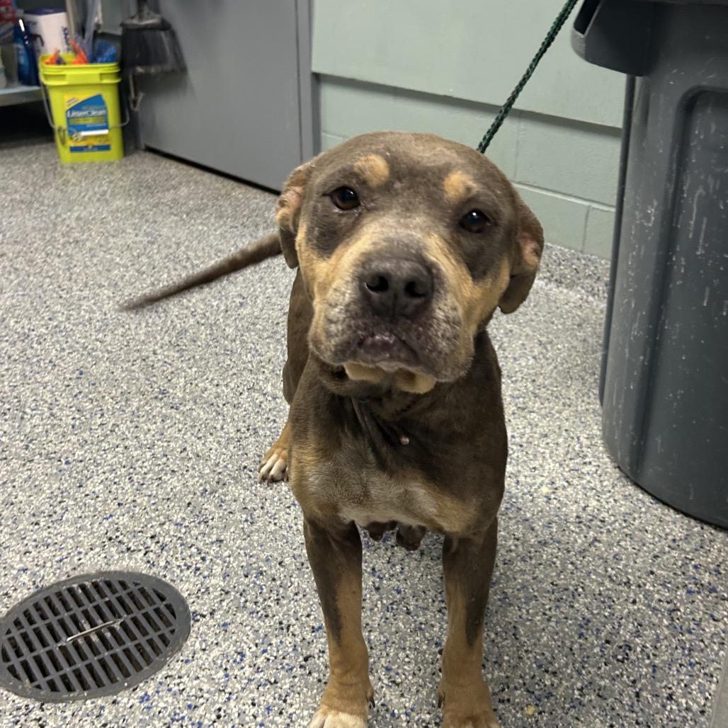Enlarge Plum, a Adoptable mixed breed in Greenville, SC image 3/6