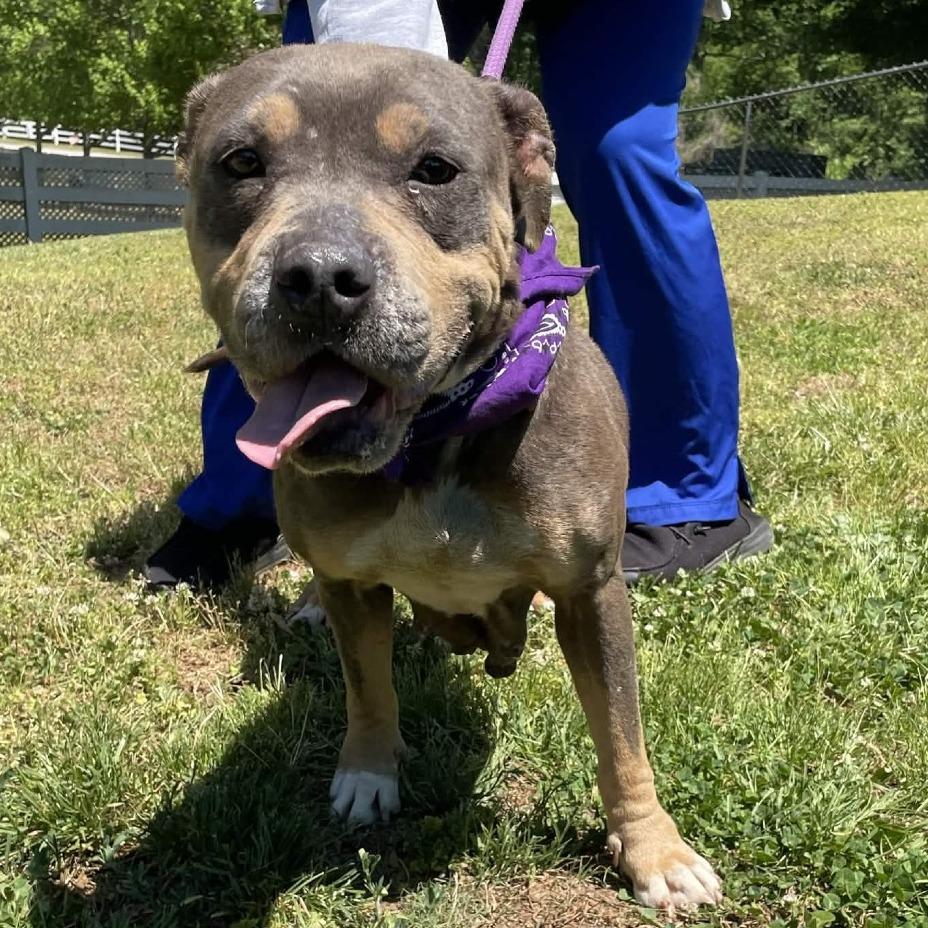 Enlarge Plum, a Adoptable mixed breed in Greenville, SC image 4/6