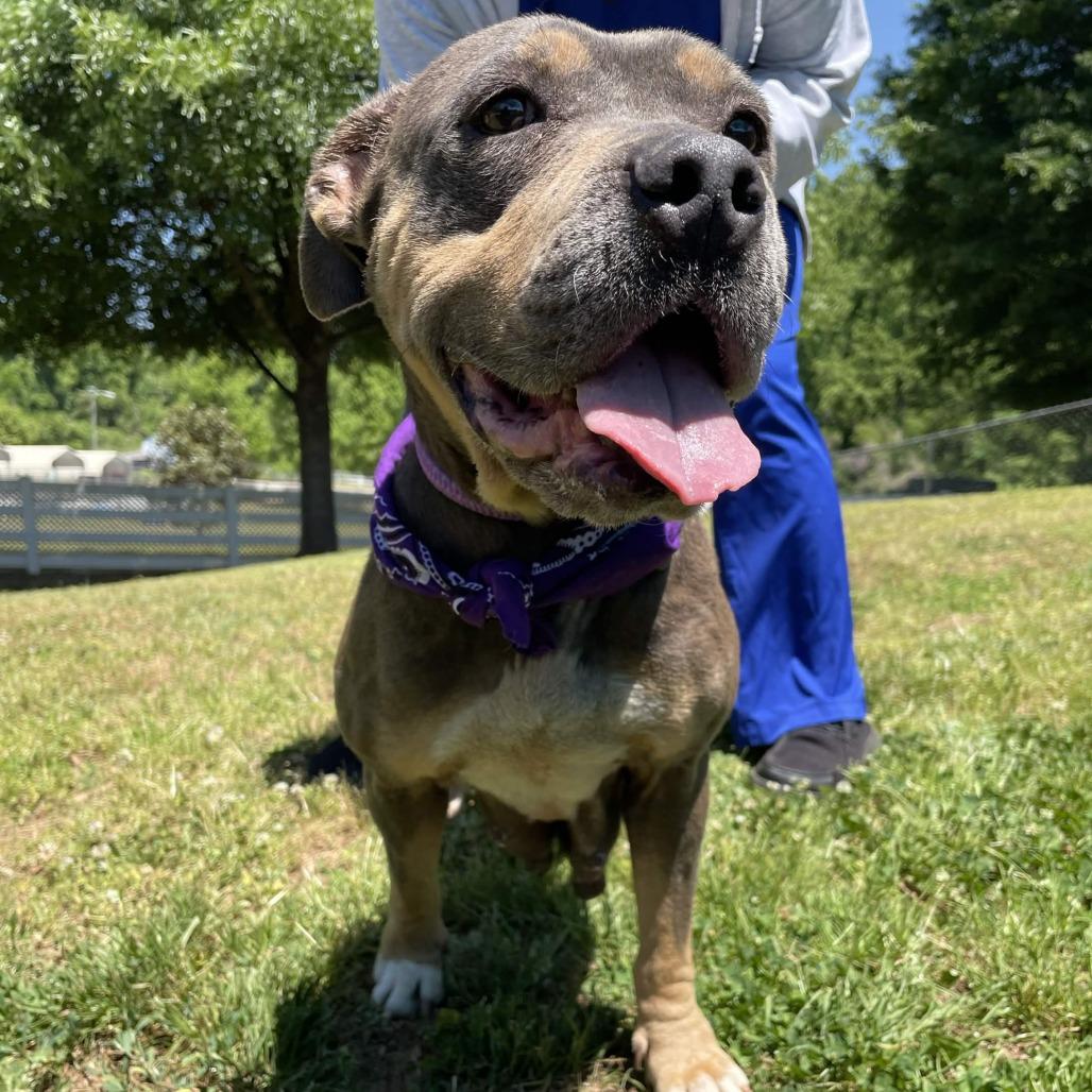 Enlarge Plum, a Adoptable mixed breed in Greenville, SC image 5/6