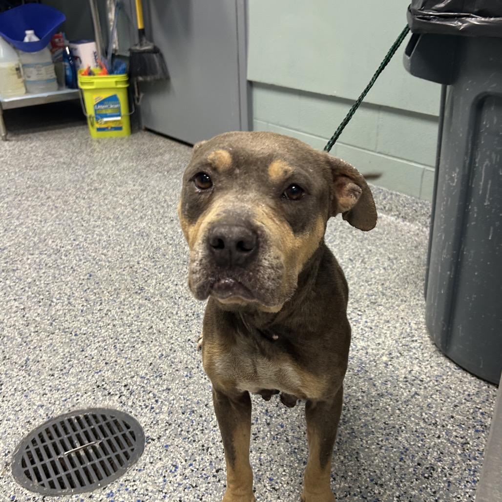 Enlarge Plum, a Adoptable mixed breed in Greenville, SC image 6/6