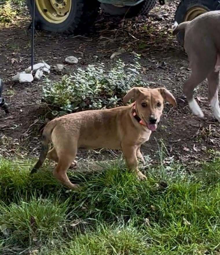 Scarlett, Adoptable, Puppy Female Dachshund & Chihuahua.
