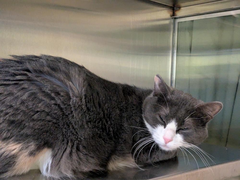 Enlarge Sparkle Toes Teddy Bear, a Adoptable Domestic Short Hair in Papillion, NE image 1/1