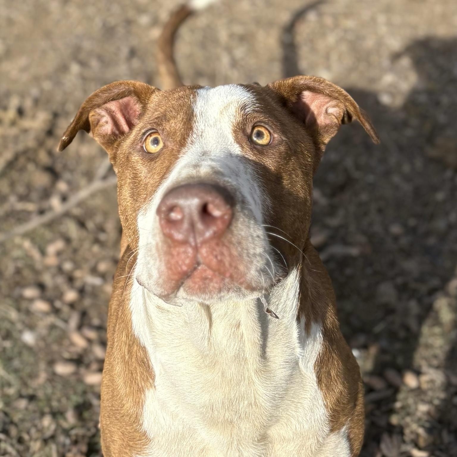 Levon, a Adoptable mixed breed in Calera, AL image 1/5