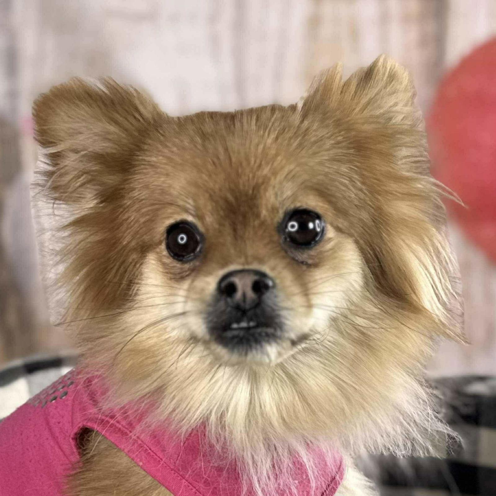 Enlarge Panda, a Adoptable Pomeranian in Garland, TX image 2/3